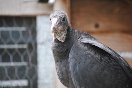 (6) Le vautour urubu.