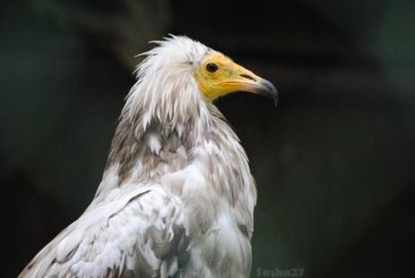 (5) Le vautour percnoptère.