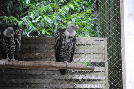 (1) Le vautour de Ruppel. 