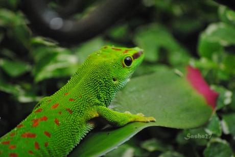 (5) Le gecko diurne de Madagascar. 