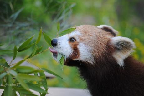(6) Ying, le mâle panda roux. 