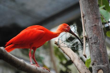 (1) L'ibis rouge. 