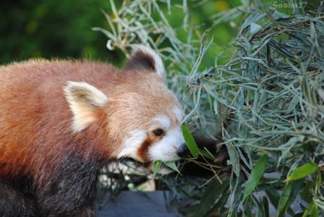(10) Ying, le mâle panda roux. 
