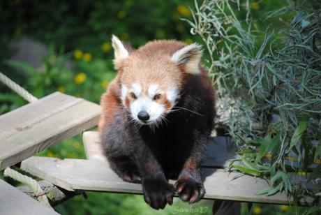 (14) Ying, le mâle panda roux. 