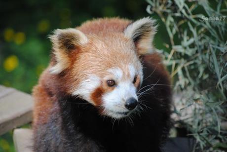 (13) Ying, le mâle panda roux. 