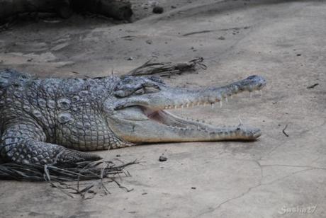 (1) Le crocodile à museau allongé d'Afrique.