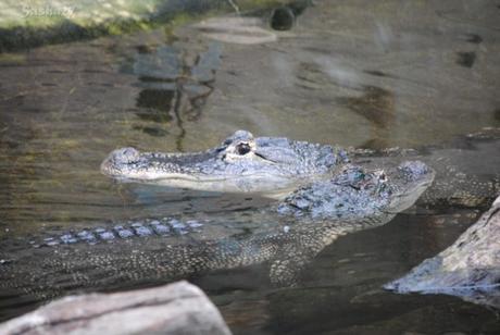(1) L'alligator du Mississippi !