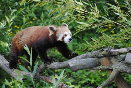 (2) Ying, le mâle panda roux. 