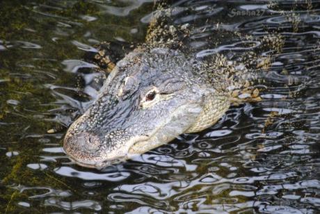 (2) L'alligator du Mississippi. 