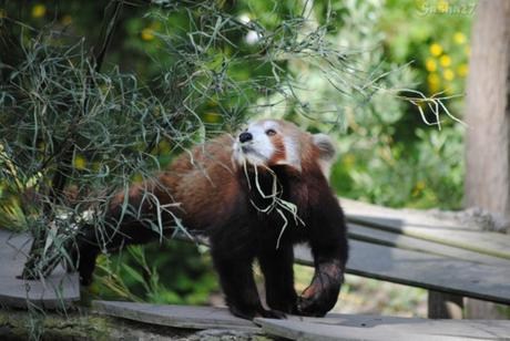 (3) Ying, le mâle panda roux. 