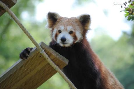 (29) Ying, le mâle panda roux. 
