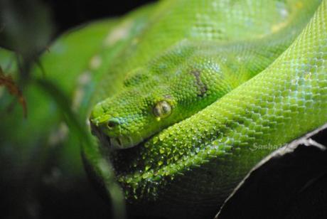 (1) Le python vert. 