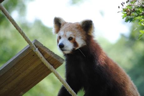 (28) Ying, le mâle panda roux. 