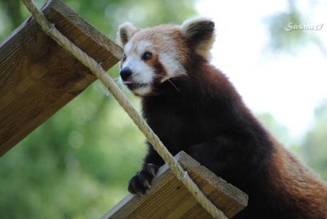 (30) Ying, le mâle panda roux. 
