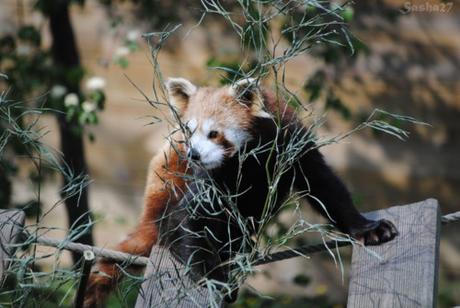 (18) Ying, le mâle panda roux. 