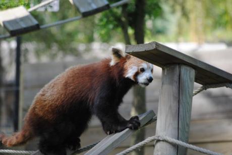 (17) Ying, le mâle panda roux. 