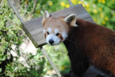 (16) Ying, le mâle panda roux. 