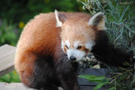(9) Ying, le mâle panda roux. 