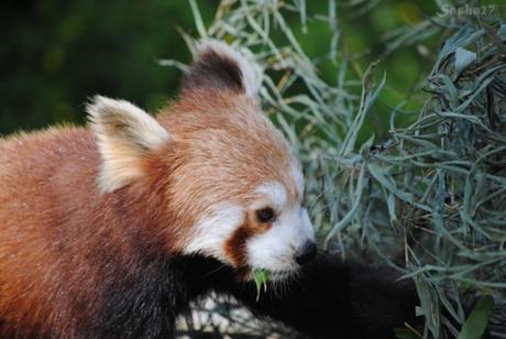 (11) Ying, le mâle panda roux. 
