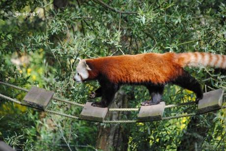 (25) Ying, le mâle panda roux. 