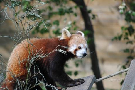 (19) Ying, le mâle panda roux. 