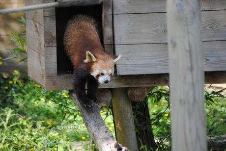 (1) Ying, le mâle panda roux. 