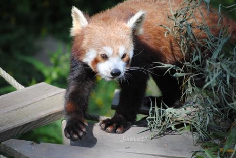 (7) Ying, le mâle panda roux. 