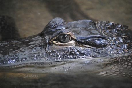 (3) L'alligator du Mississippi. 