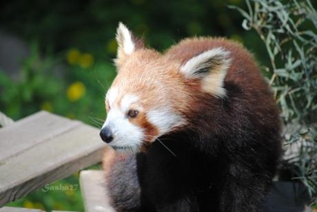 (15) Ying, le mâle panda roux. 