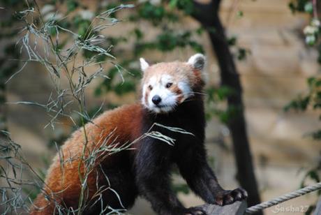 (20) Ying, le mâle panda roux. 
