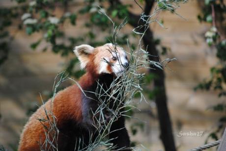 (22) Ying, le mâle panda roux.