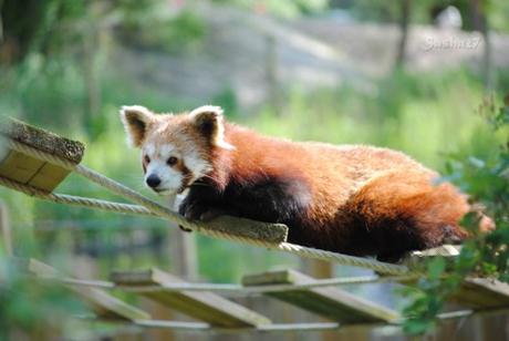 (26) Ying, le mâle panda roux. 
