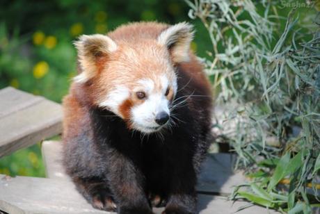 (12) Ying, le mâle panda roux. 