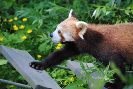 (4) Ying, le mâle panda roux. 