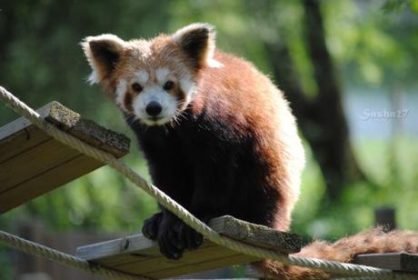 (27) Ying, le mâle panda roux. 