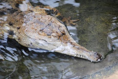(2) Le crocodile à museau allongé d'Afrique.