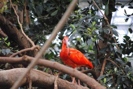 (3) L'ibis rouge. 