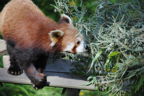 (8) Ying, le mâle panda roux. 