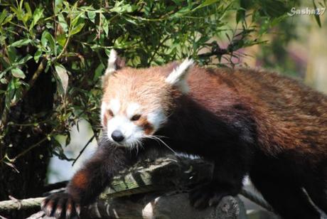 (24) Ying, le mâle panda roux. 