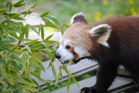 (5) Ying, le mâle panda roux. 