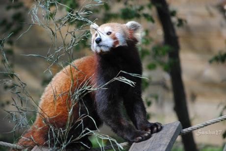 (21) Ying, le mâle panda roux. 