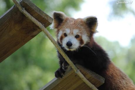 (31) Ying, le mâle panda roux. 