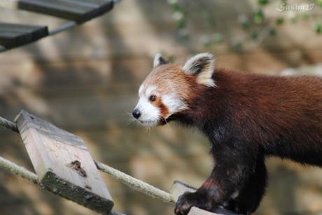 (23) Ying, le mâle panda roux. 