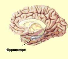 MÉMOIRE: Elle ne dépend pas de la taille mais de la forme du cerveau – Human Brain Mapping