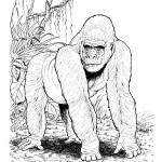 dessin de gorille dessin de gorille