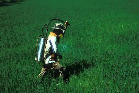 Indispensables à l'agriculture à fort rendement, les produits pesticides doivent être évalués quant à leurs effets sur la santé humaine et sur l'environnement. © IRRI Images CC