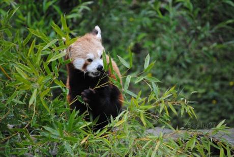 {biotropica} Visite du 22 juin 2015 : Bon anniversaire Ying (le panda roux) ! (24) Ying, le panda roux