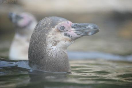 {biotropica} Visite du 22 juin 2015 : Bon anniversaire Ying (le panda roux) ! (1) Les manchots de Humboldt.