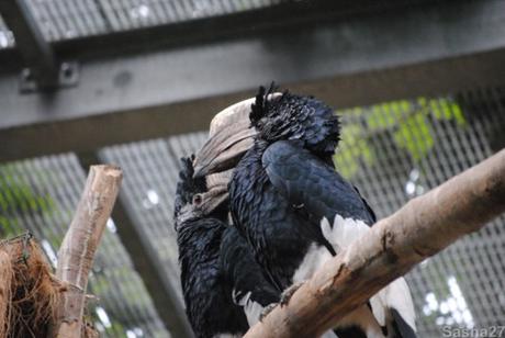 {biotropica} Visite du 22 juin 2015 : Bon anniversaire Ying (le panda roux) ! (2) Le calao pie.