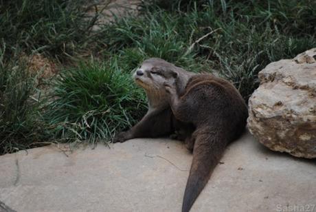 {biotropica} Visite du 22 juin 2015 : Bon anniversaire Ying (le panda roux) ! (10) La loutre naine d'Asie.